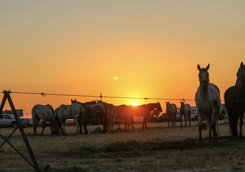 Chief Joseph Trail Ride: